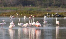 saline dei monaci a torre colimena fenicotteri rosa